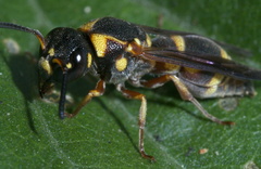 Stenodynerus propinquus