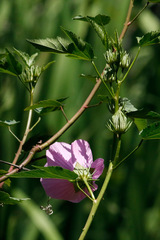Hibiscus striatus