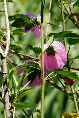 Hibiscus striatus