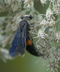 Stizoides renicinctus