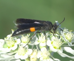 Stizoides renicinctus