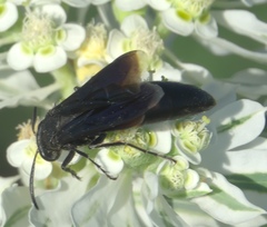 Stizoides renicinctus