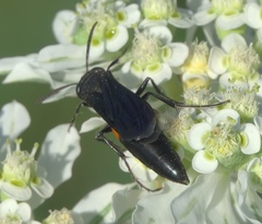 Stizoides renicinctus