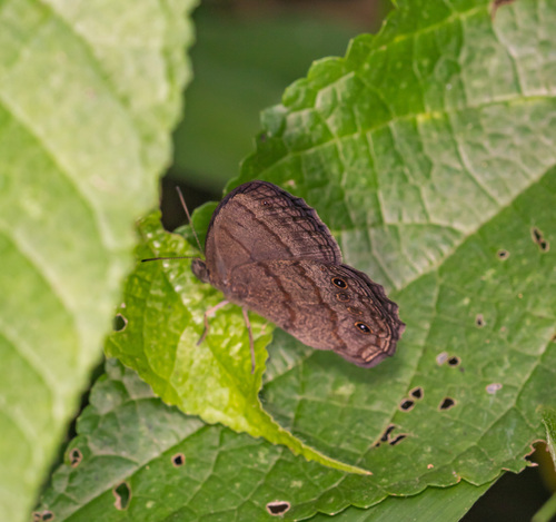 Malaveria duponti