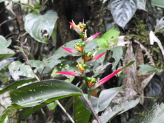 Heliconia aemygdiana