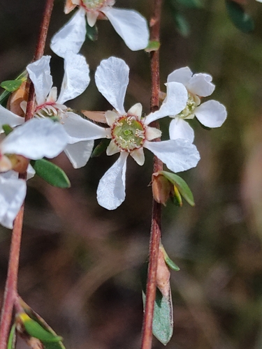 soft-fruited tea tree (Gaudium semibaccatum)