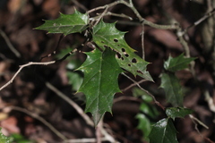 Aphananthe philippinensis