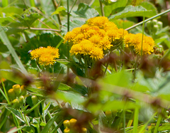 Pentanema germanicum