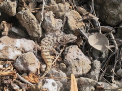 Phyllodactylus galapagensis