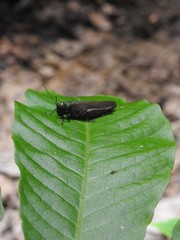 Coscineuta pulchripes