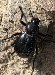 Stenomorpha convexicollis