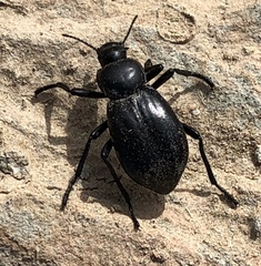 Stenomorpha convexicollis