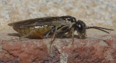 Periclista