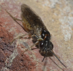 Periclista