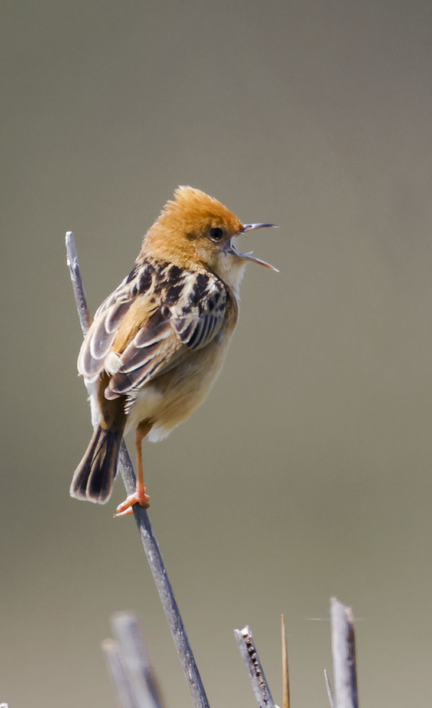 Golden-headed Cisticola (Birds of Griffith NSW) · iNaturalist