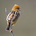 Golden-headed Cisticola - Photo (c) ronigreer, some rights reserved (CC BY-NC)