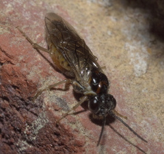 Periclista