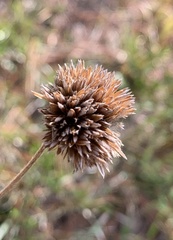 Eryngium yuccifolium