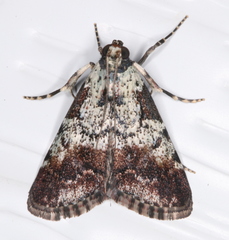 Orthaga rubridiscalis