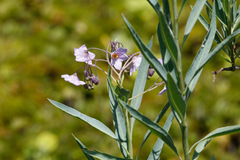 Solanum glaucophyllum