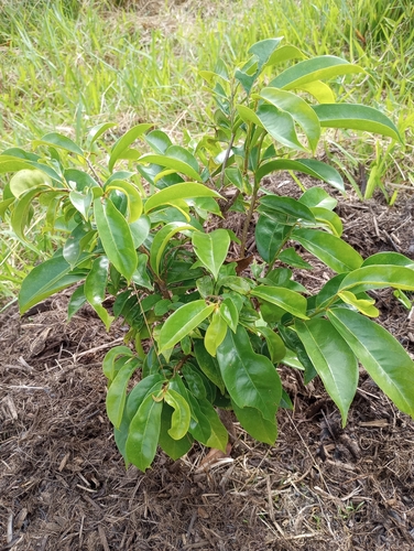 Annona muricata observed 2025-09-19