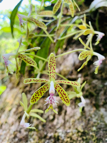 Epidendrum cristatum Ruiz & Pav. 4