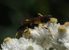 Tenthredo maxima