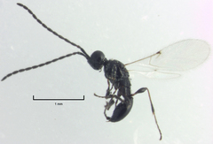 Spilomicrus