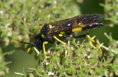 Tenthredo maxima