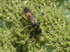 Tenthredo maxima