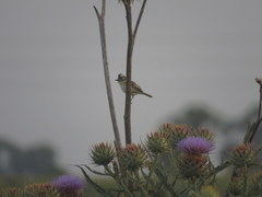 Polystictus pectoralis