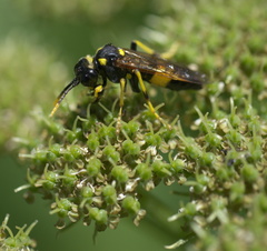 Tenthredo maxima