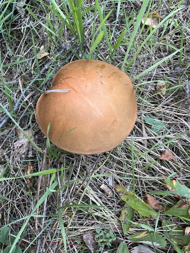 aspen bolete