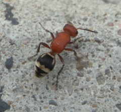 Timulla vagans