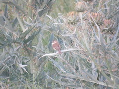 Polystictus pectoralis