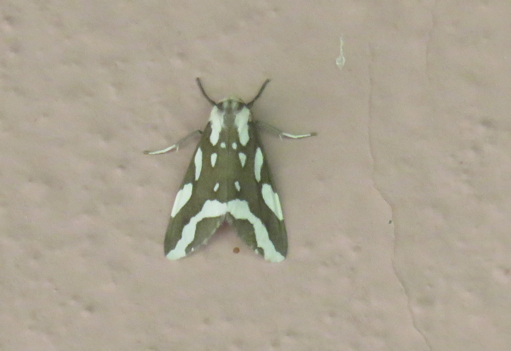 Tessellota cancellata