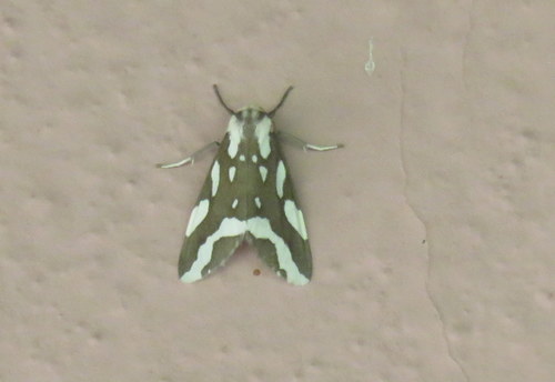 Tessellota cancellata