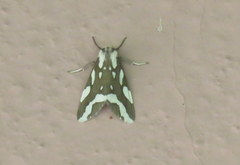 Tessellota cancellata