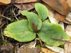 Mesadenus lucayanus