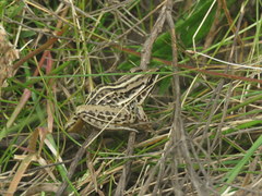 Leptodactylus gracilis