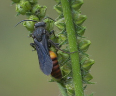 Timulla dubitata
