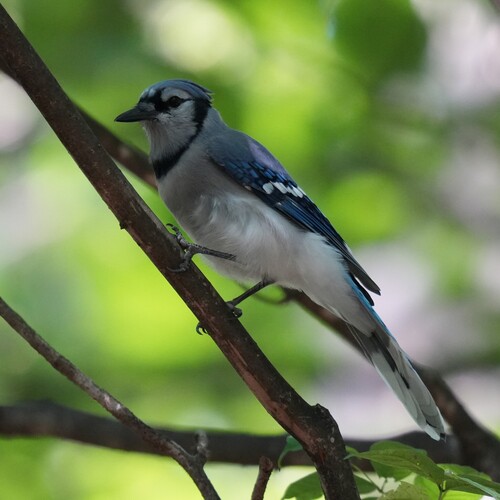 Blue Jay photographed in New York