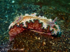 Glossodoris