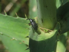 Heilipodus scabripennis