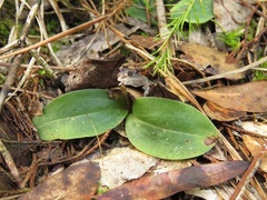 Mesadenus lucayanus