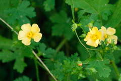 Modiolastrum malvifolium