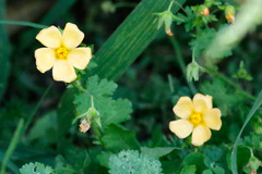 Modiolastrum malvifolium