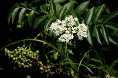 Sambucus australis