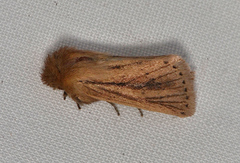 Bathytricha leonina