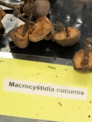 Macrocystidia cucumis